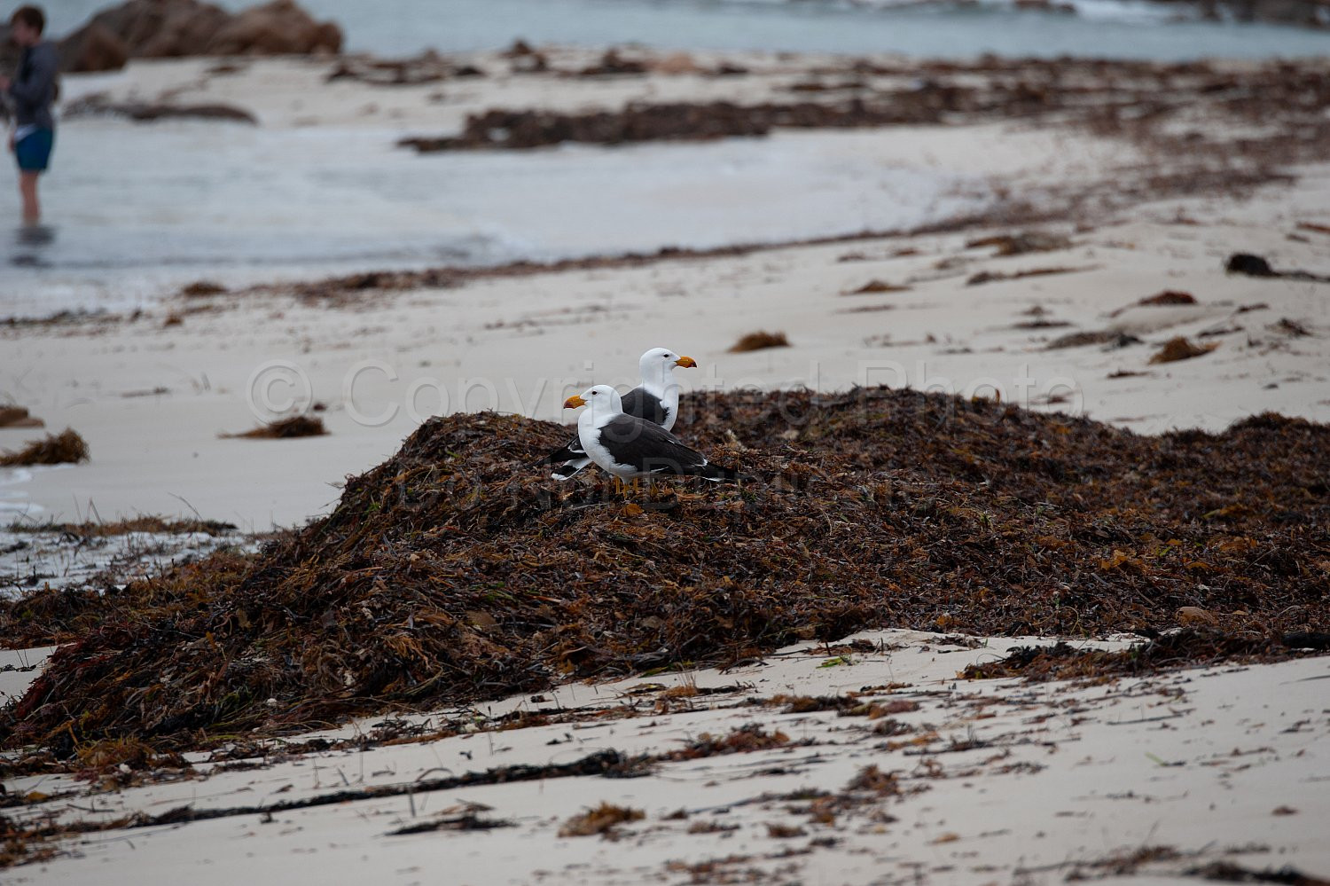 Pacific gulls