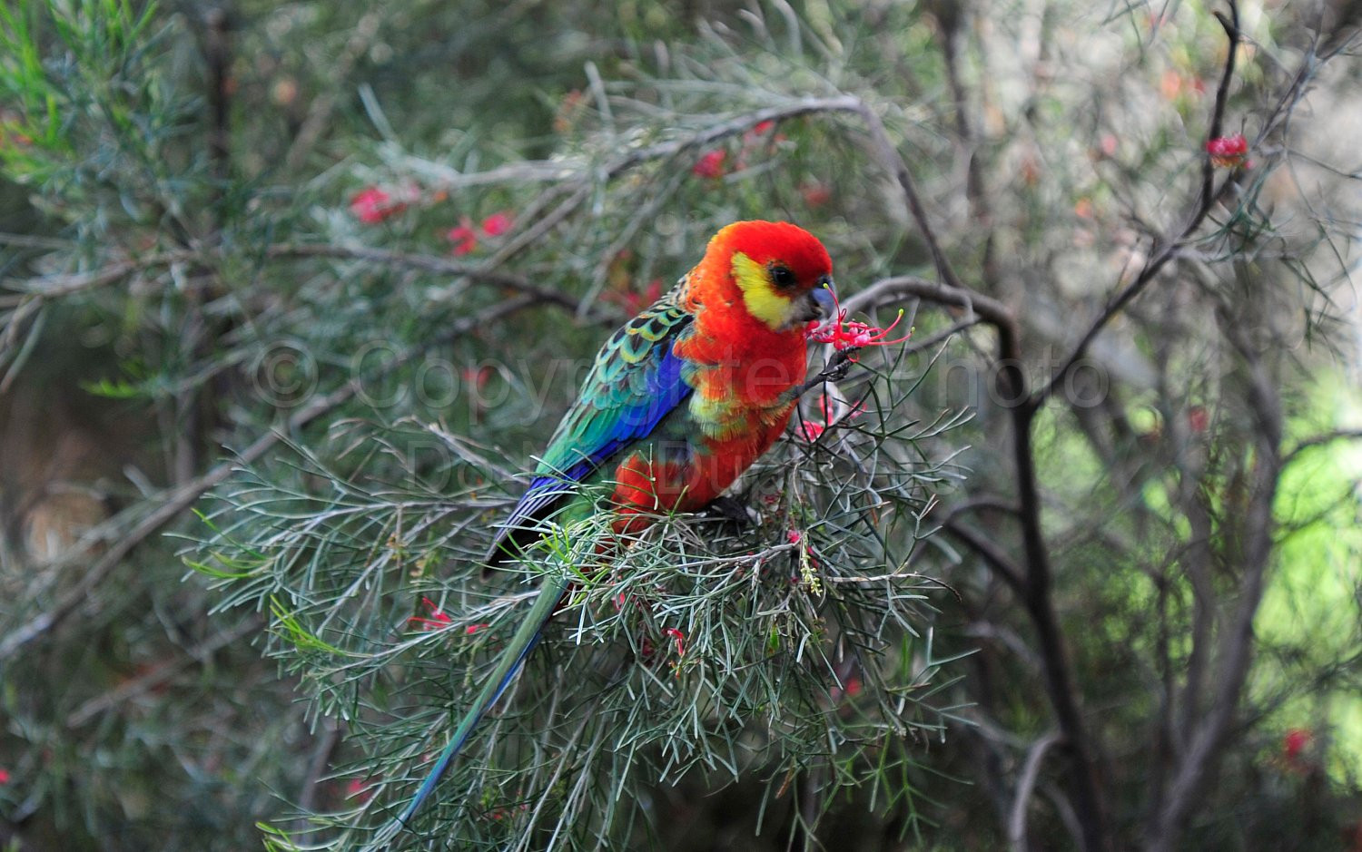 Western Rosella