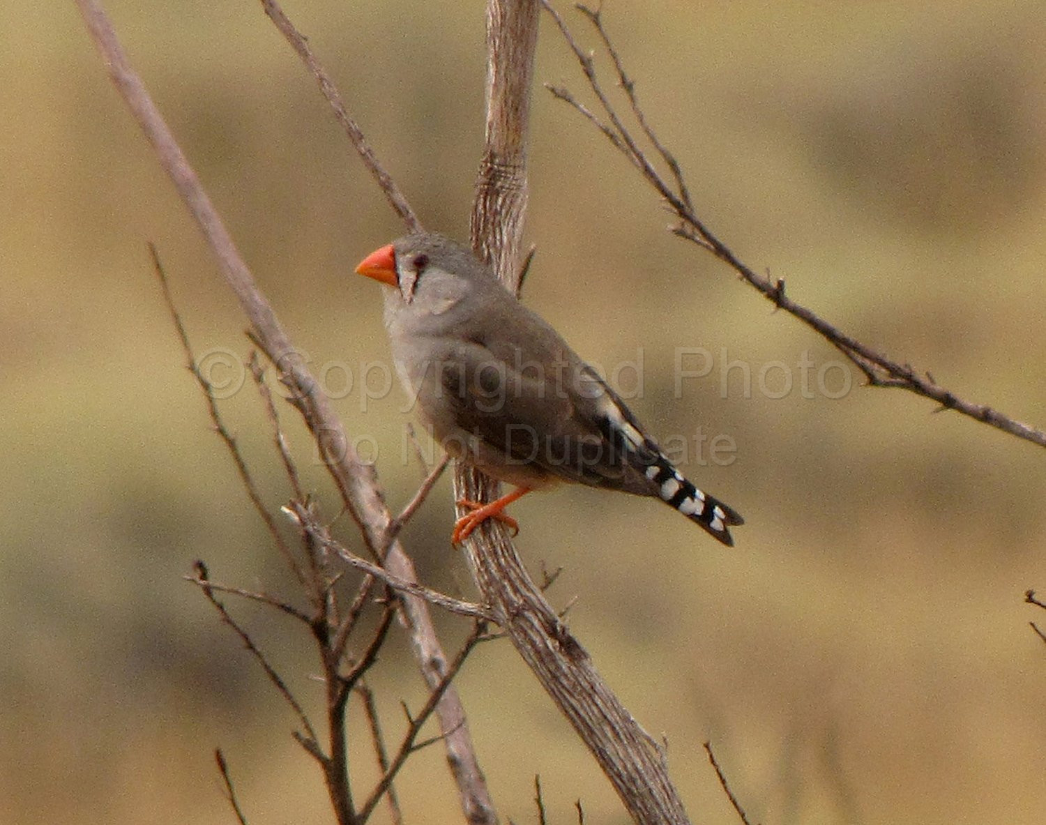 Zebra Finch