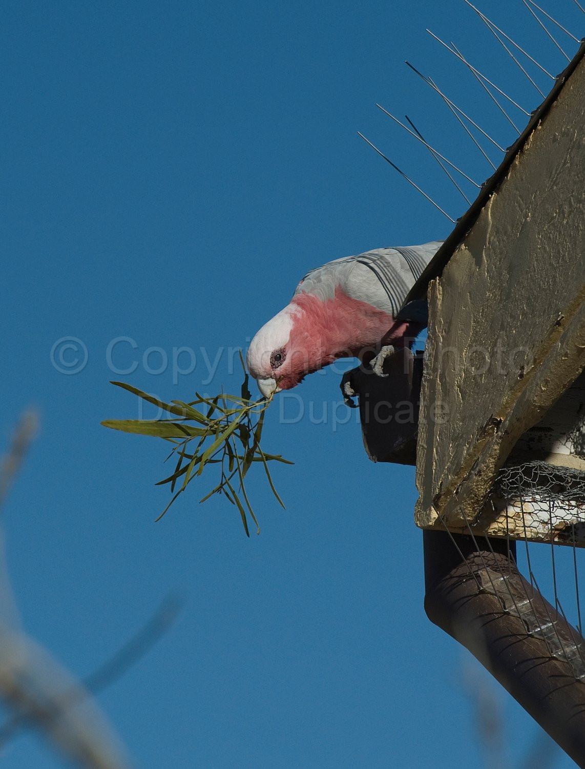 Pink and grey galah