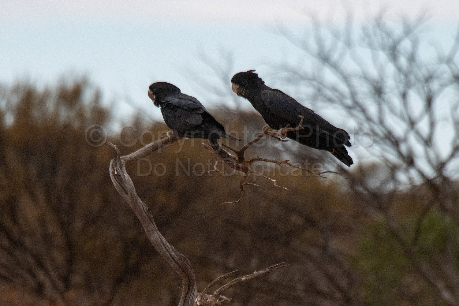 Black Cockatoos on Melangata Station
