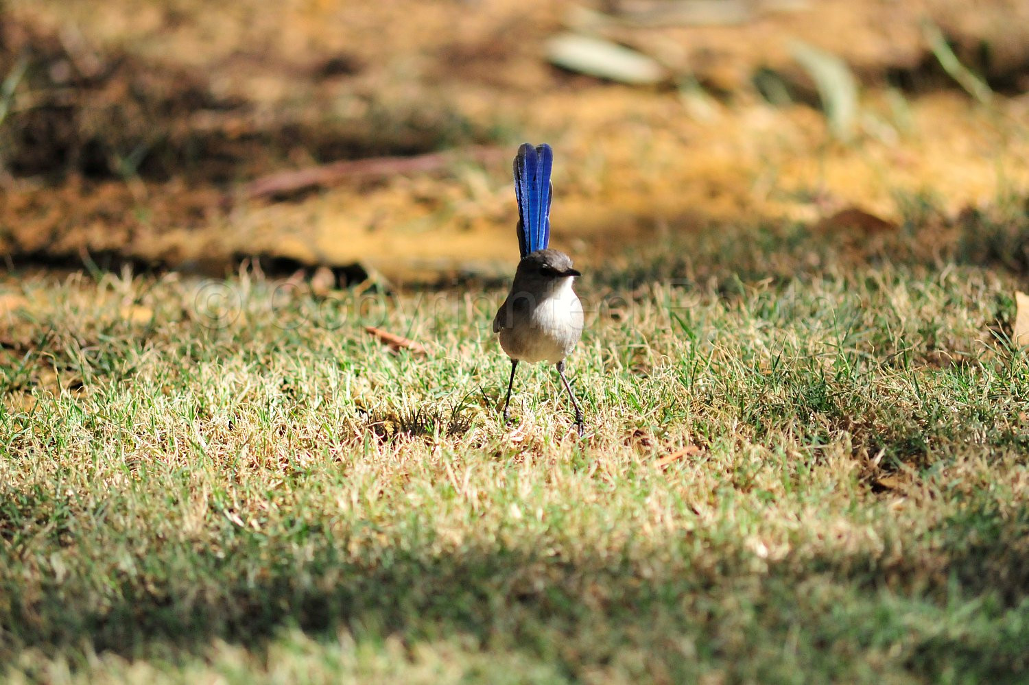 Blue Wren