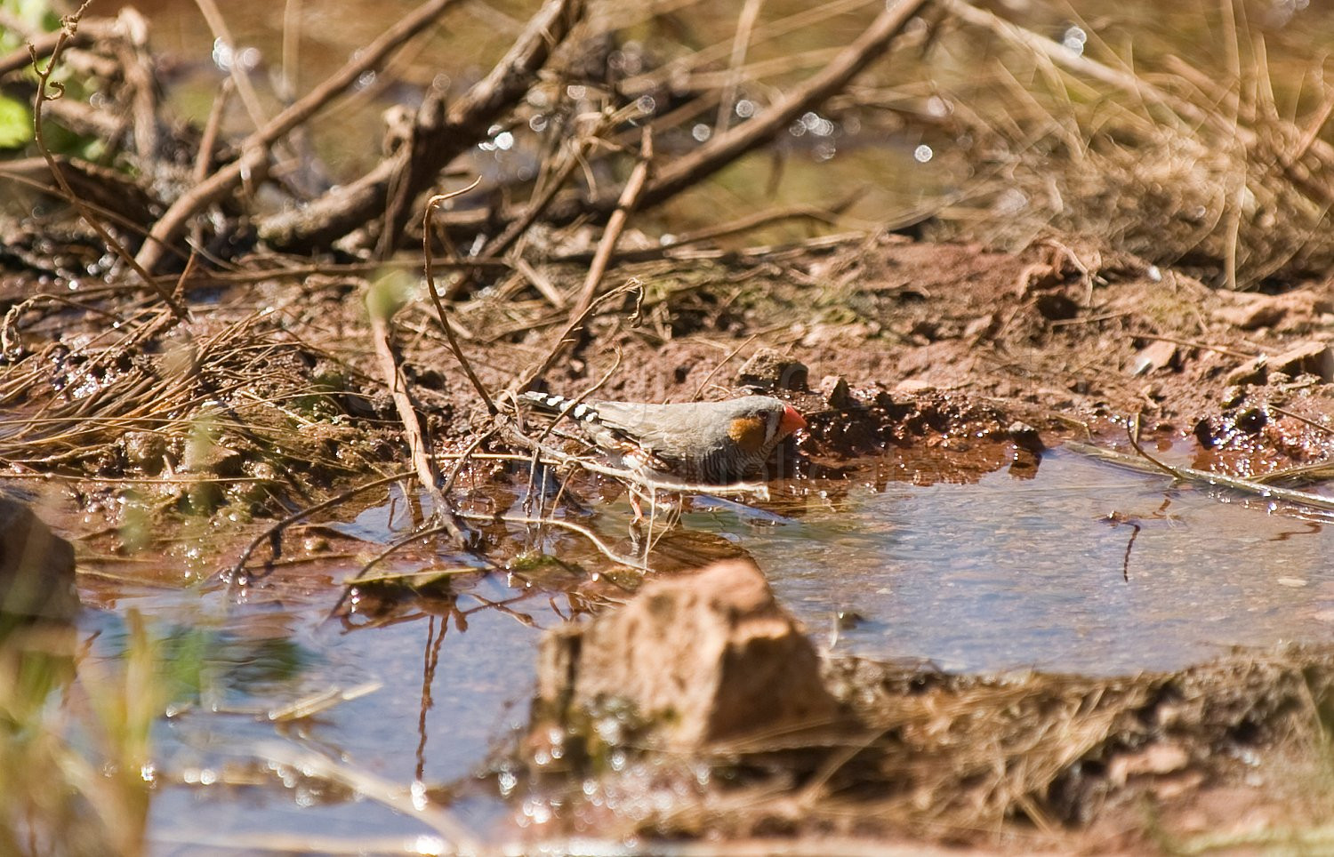Zebra Finches