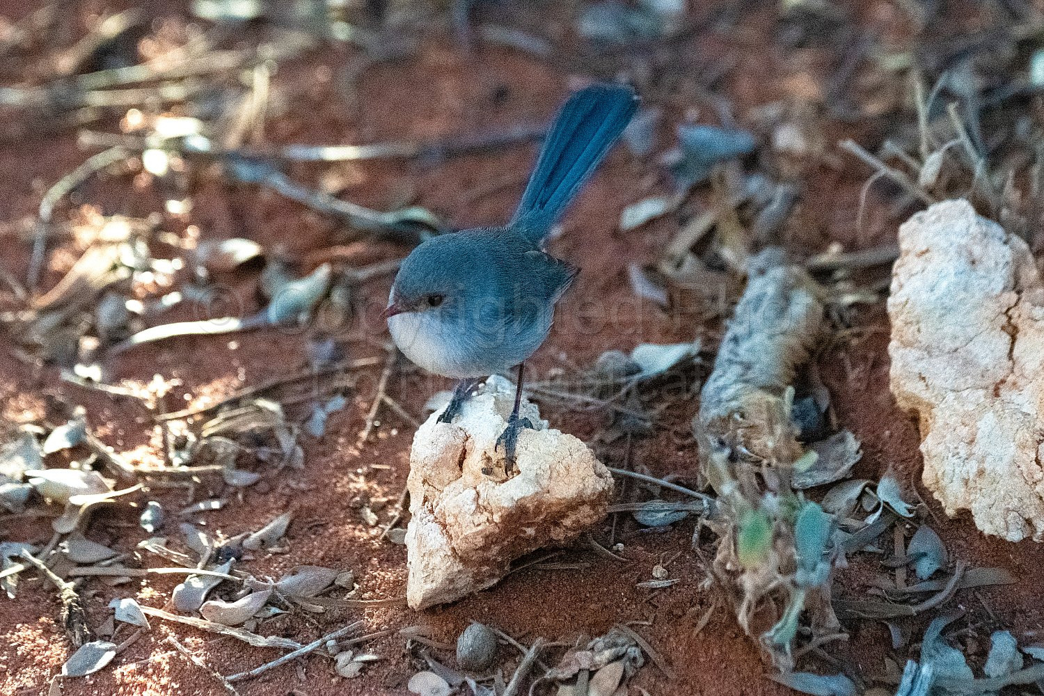Blue Wrens on Nallan Station