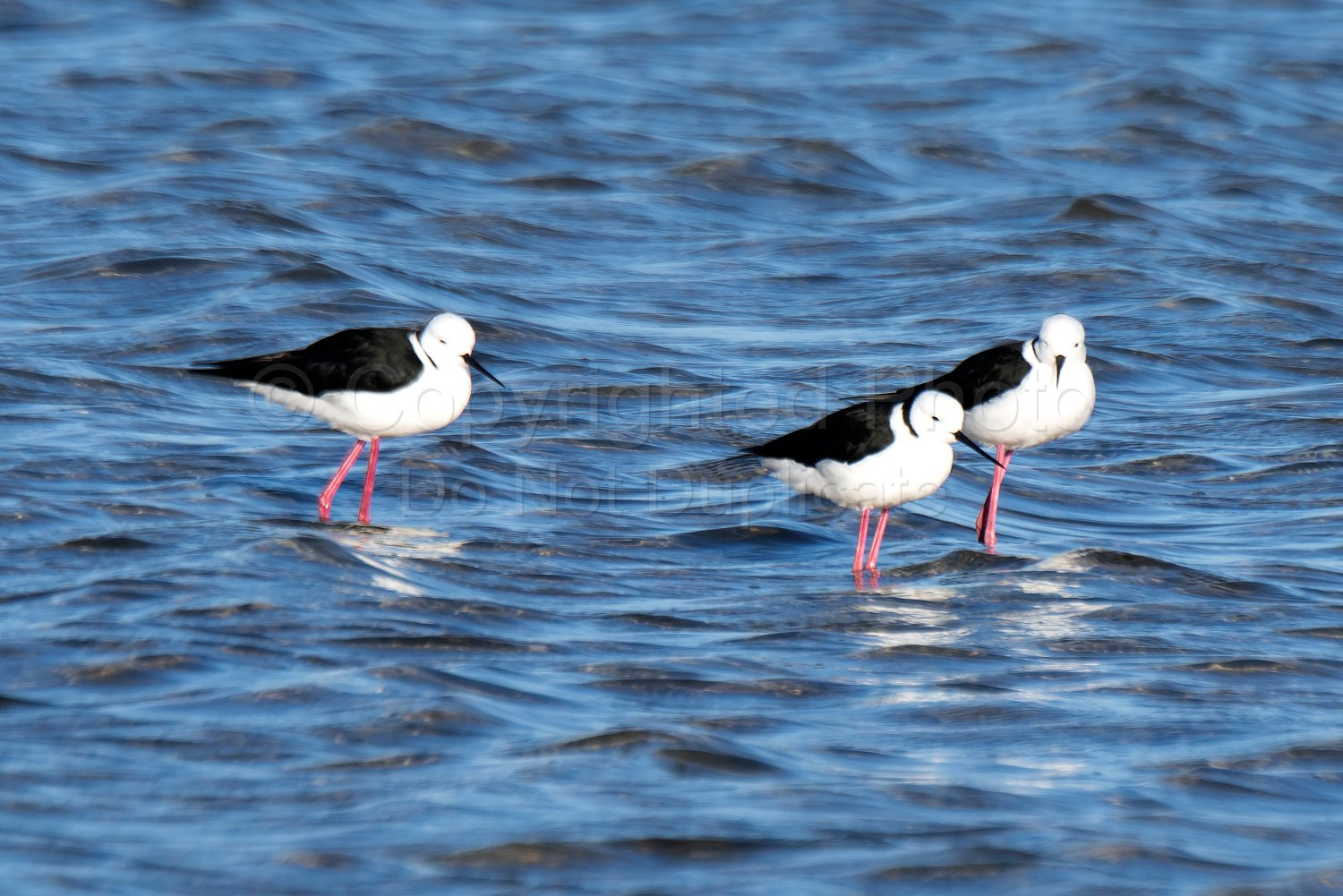 Black Winged Stilts