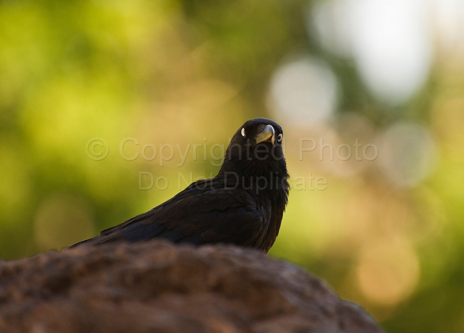 Crow