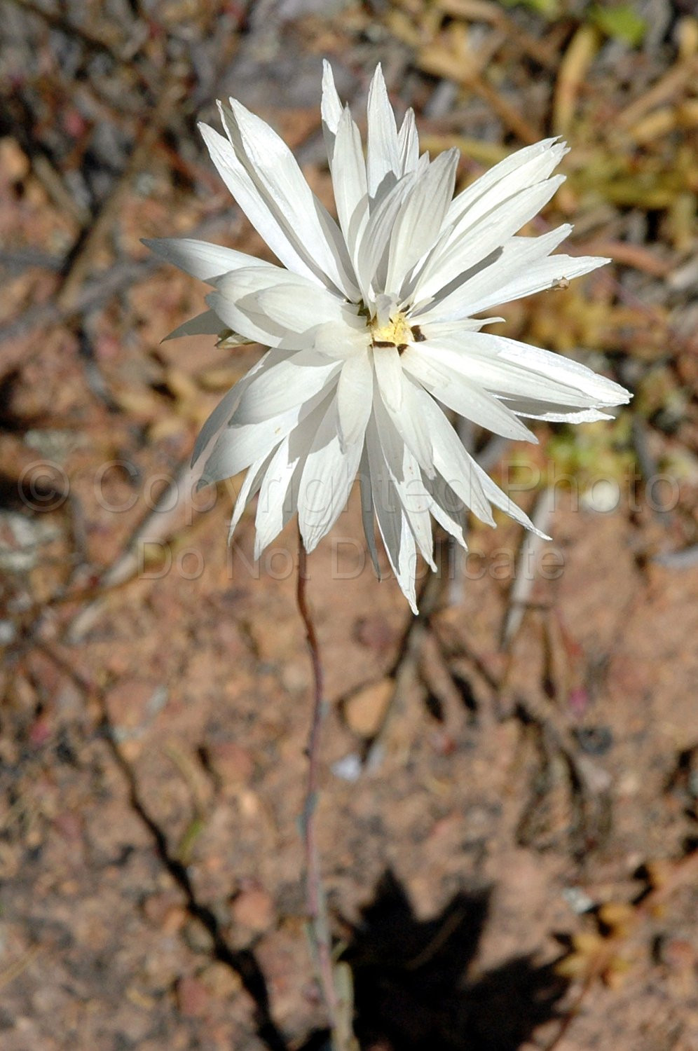 Australian Flora