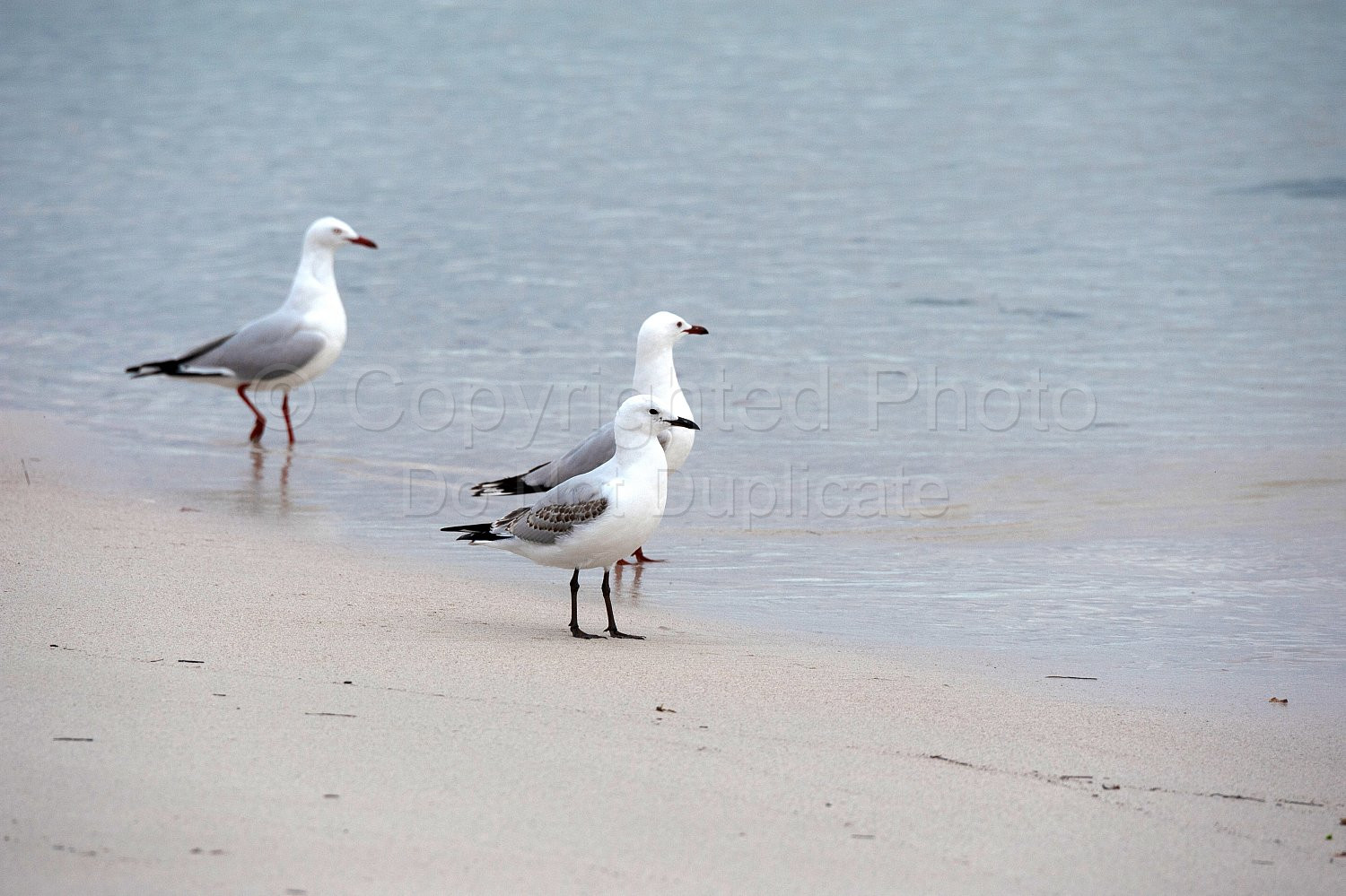 Silver gull