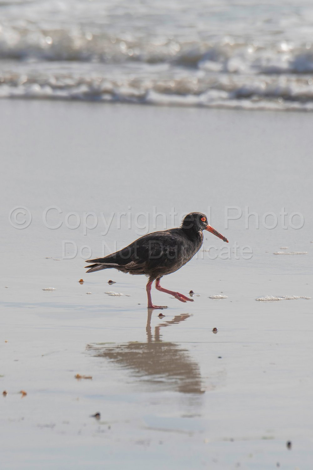 Oyster Catcher Flinders Bay, Augusta, Western Australia