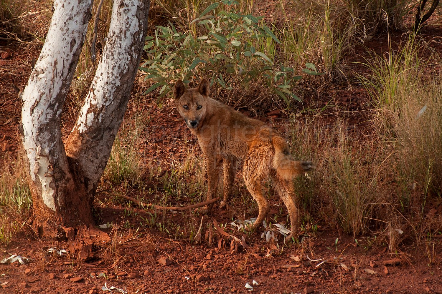 Pilbara dingo