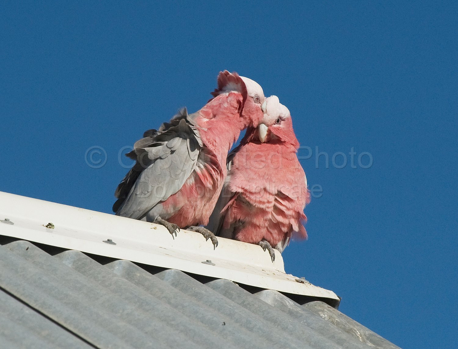 Pink and Grey Galah