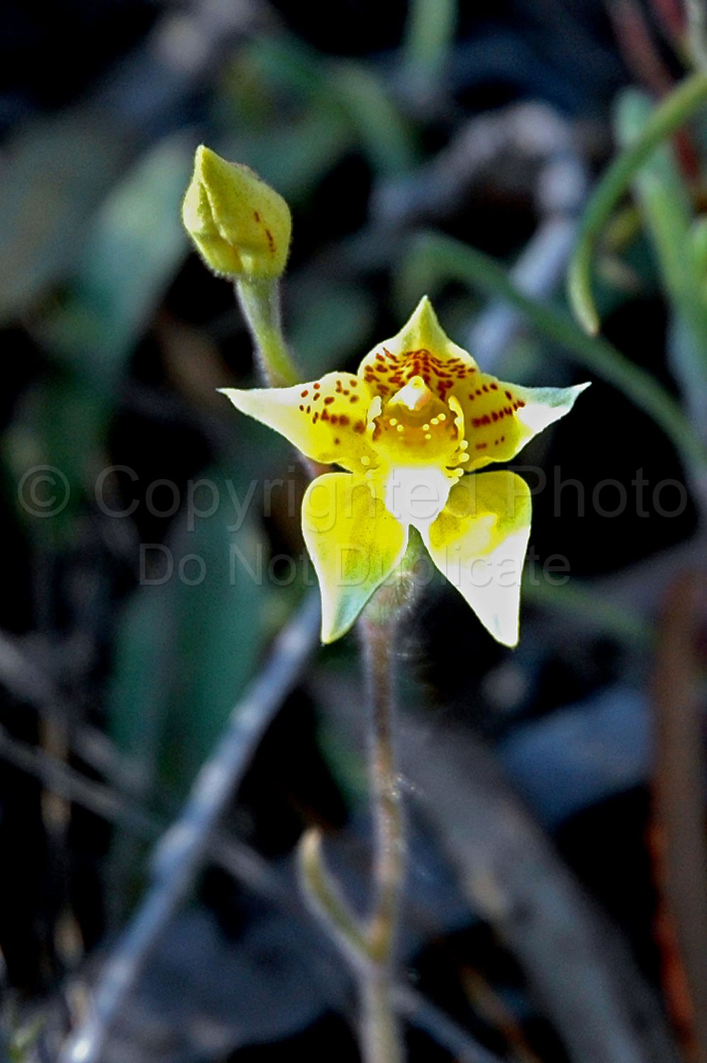 Australian Flora