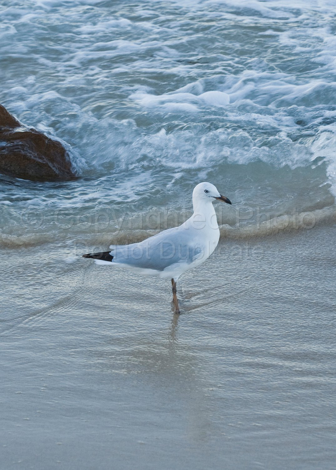 Silver Gull