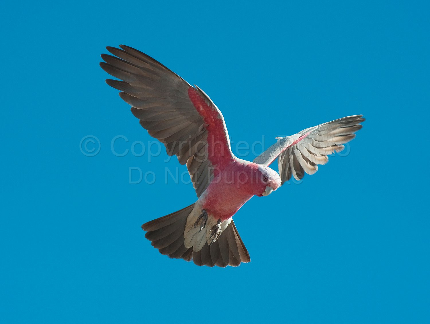 Pink and Grey Galah