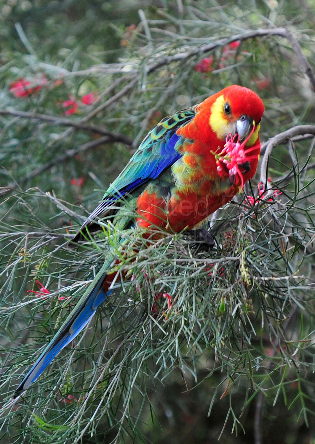 Western Rosella