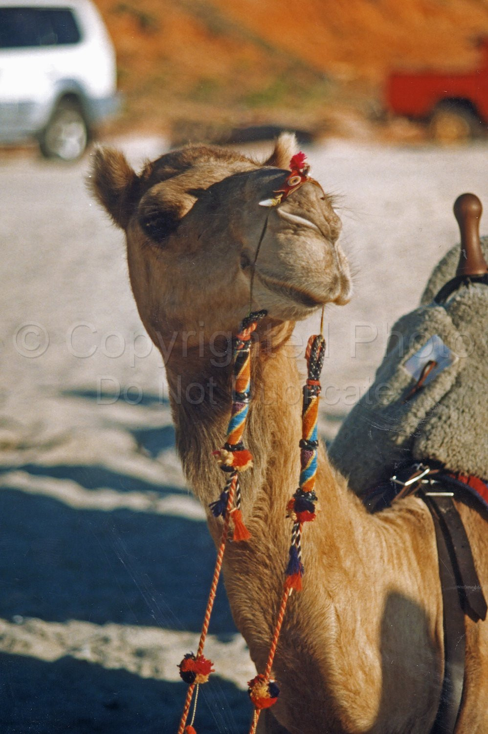 camel on cable beach