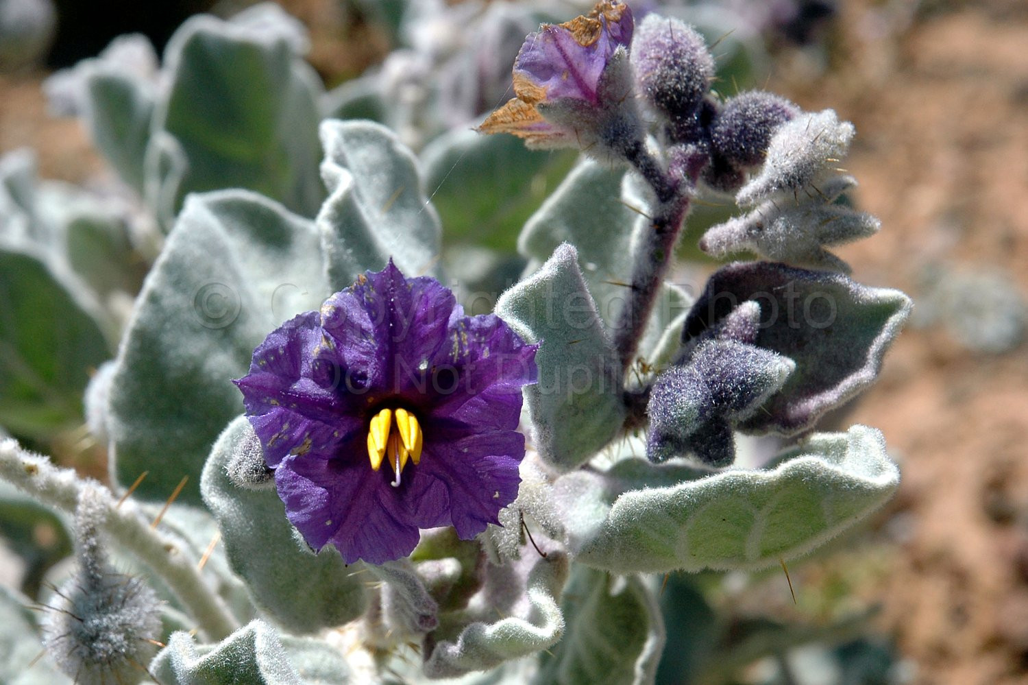 Australian Flora