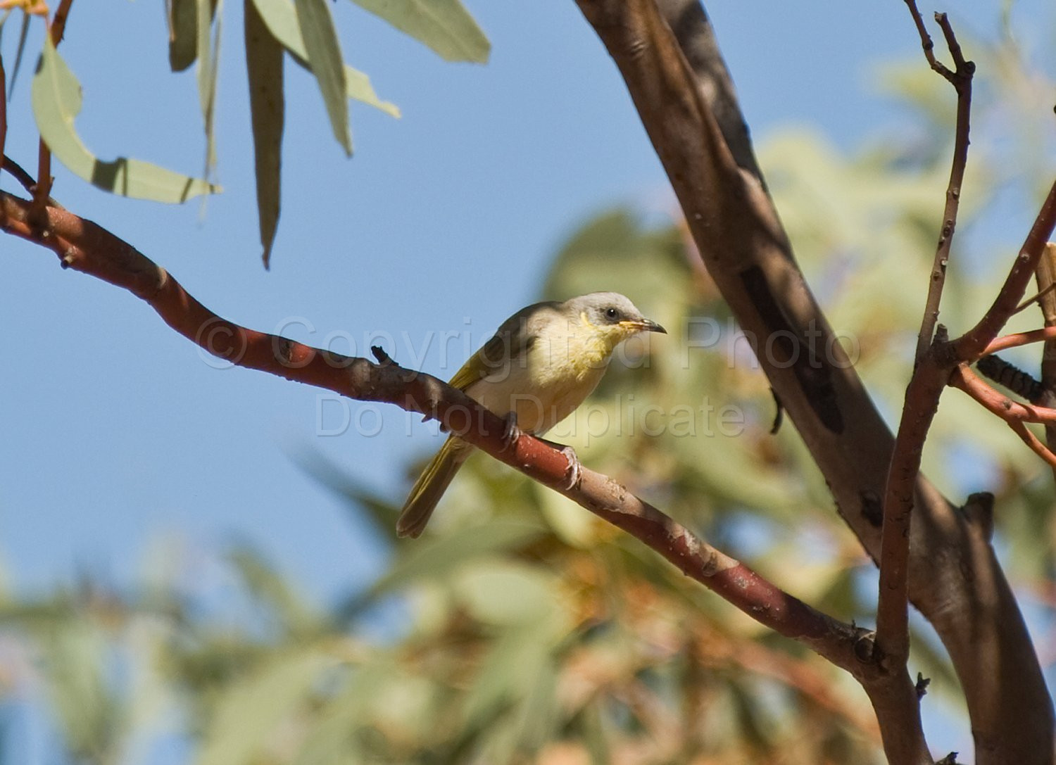 Zebra Finches
