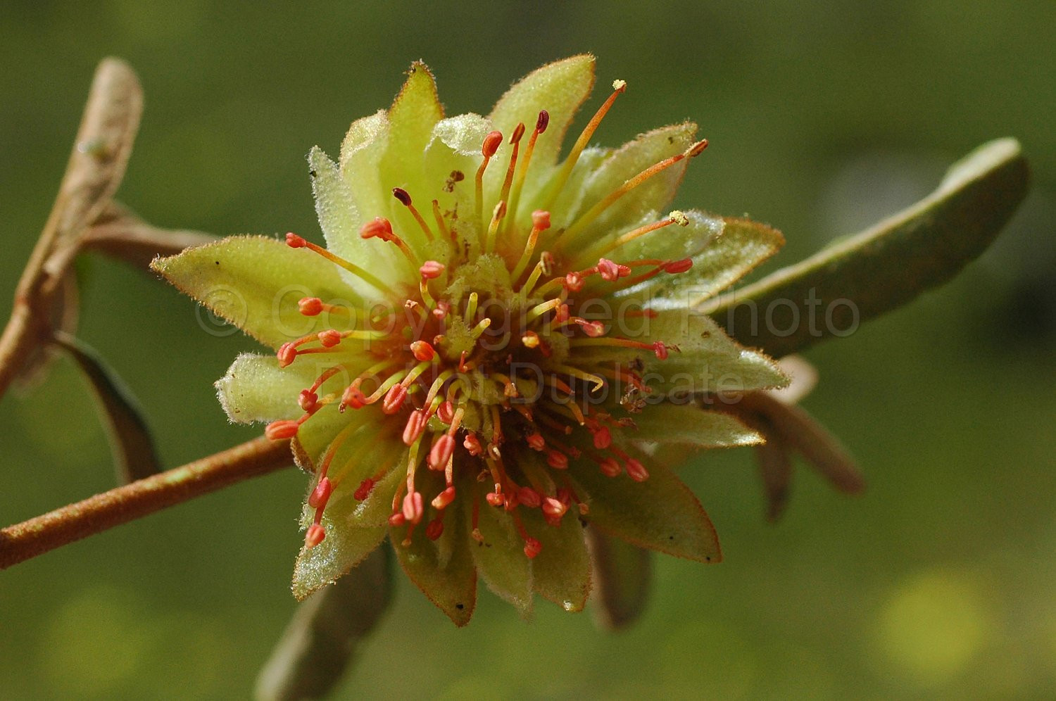 Australian Flora