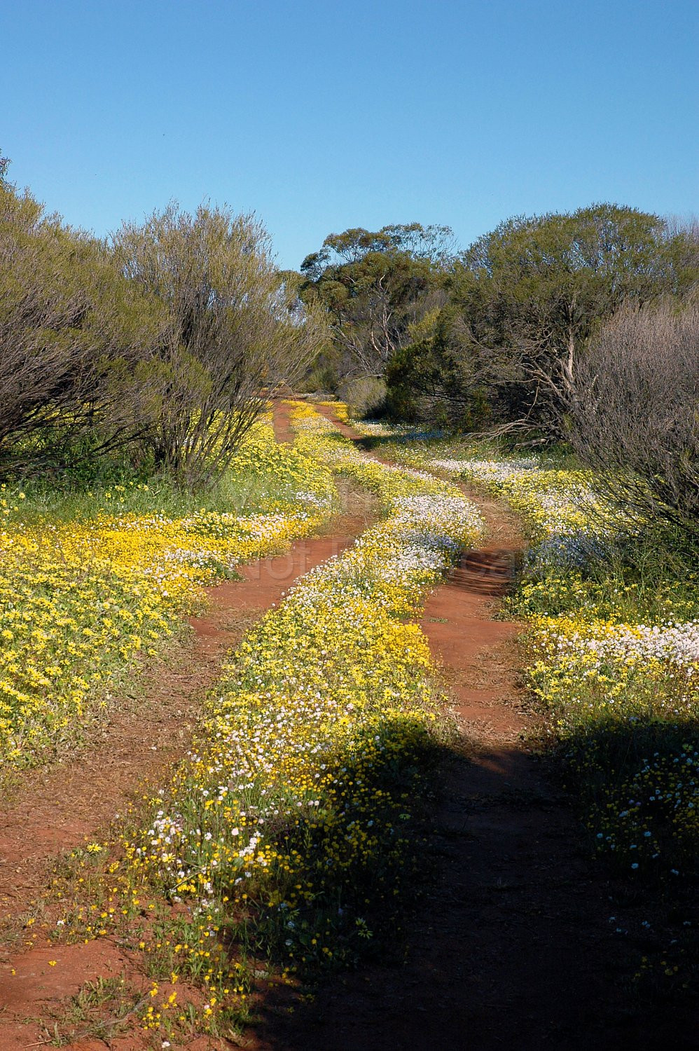 Australian Flora