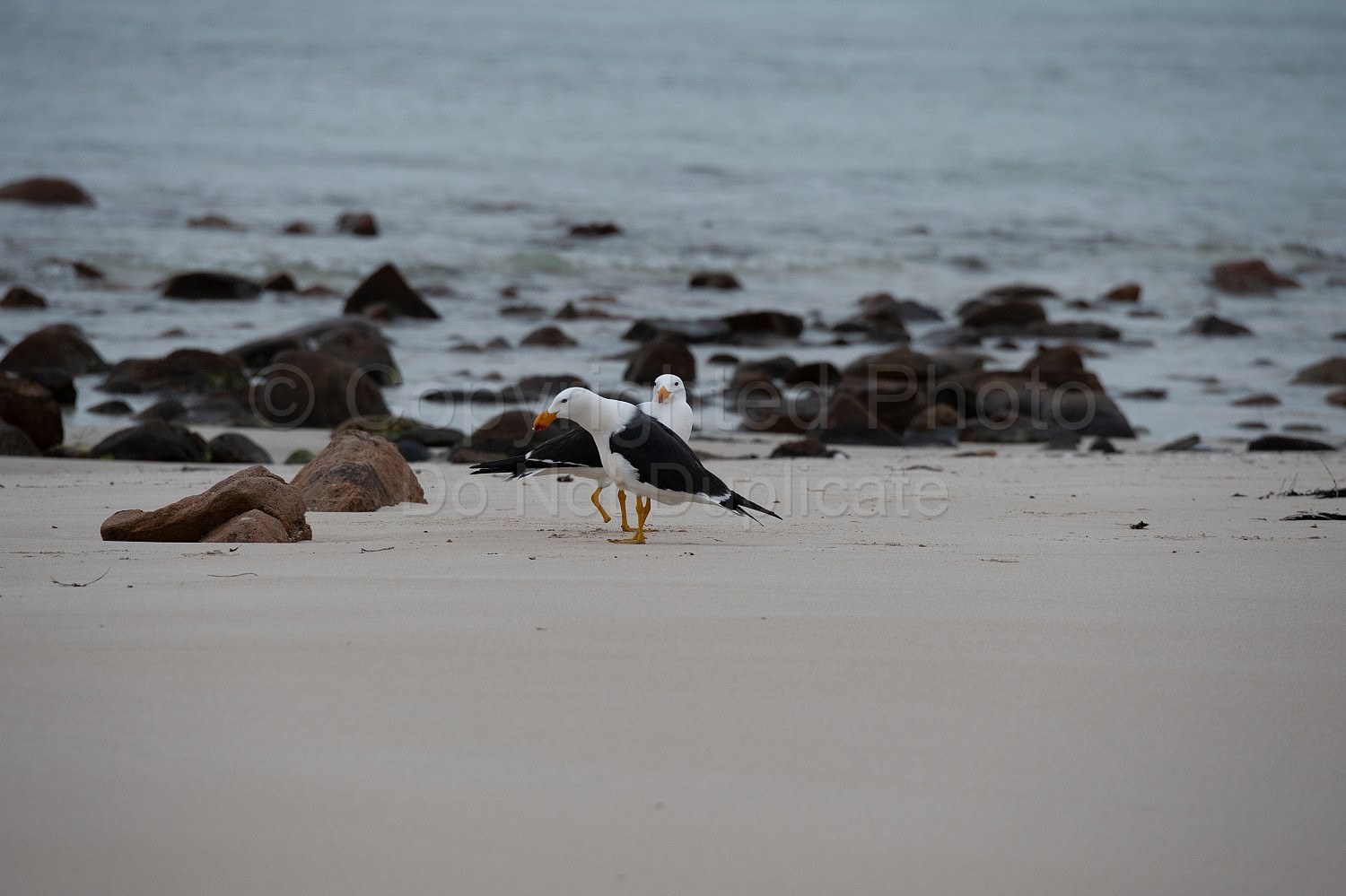 Pacific gulls