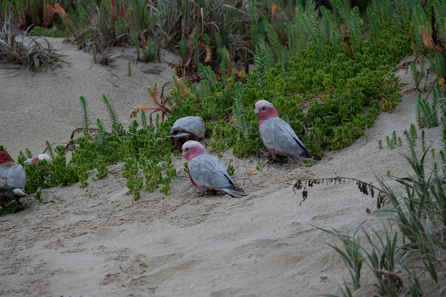 Pink and grey galah