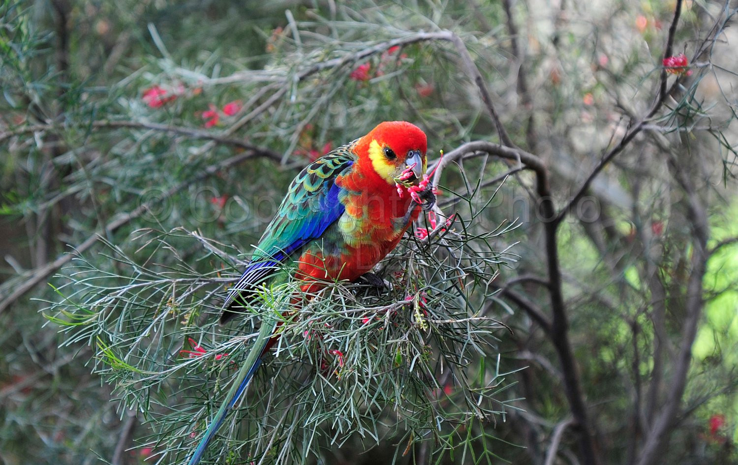 Western Rosella
