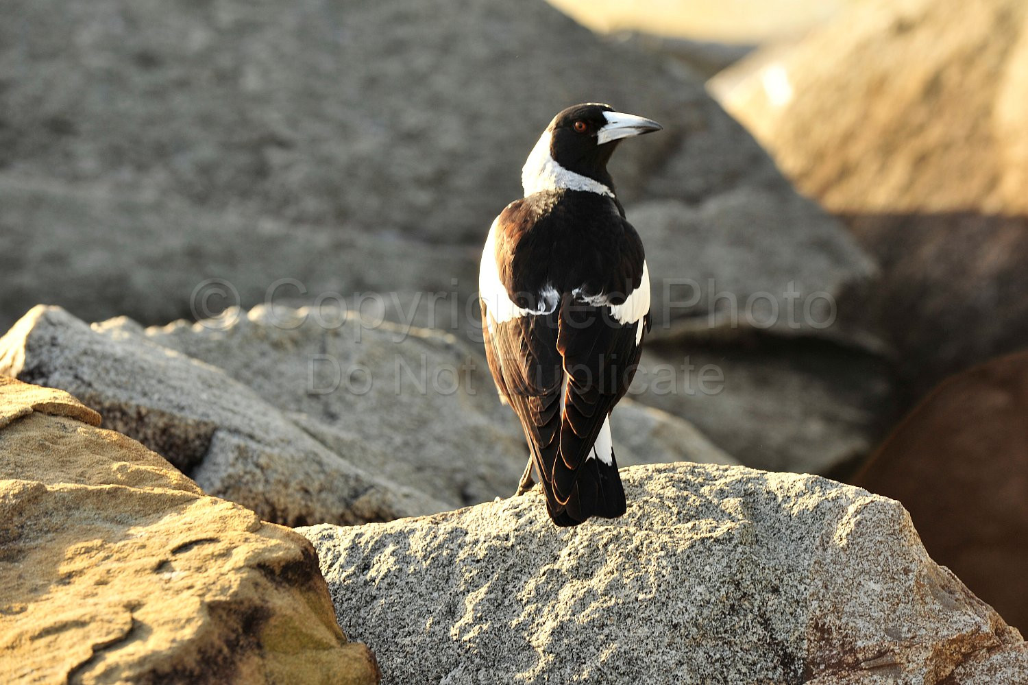 Magpie