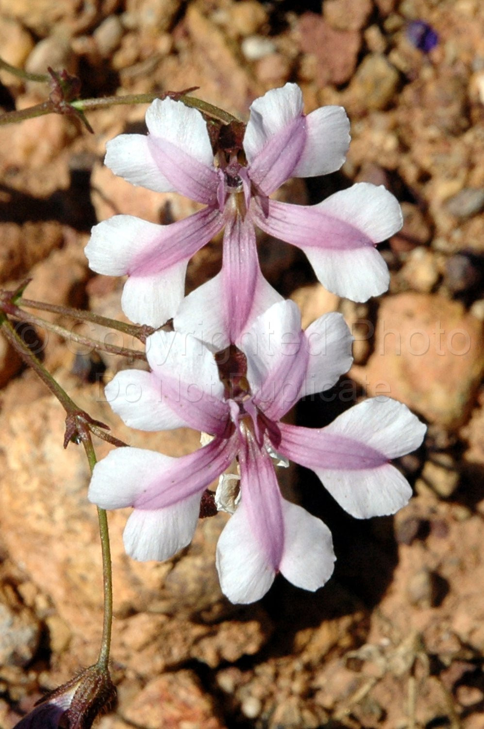 Australian Flora