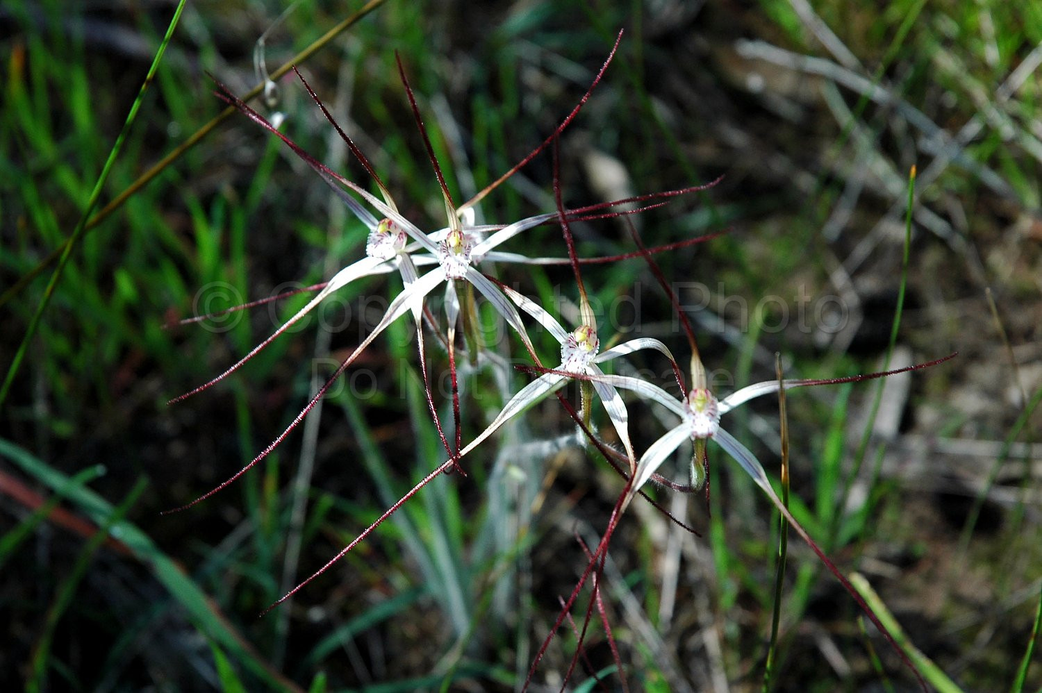 Australian Flora