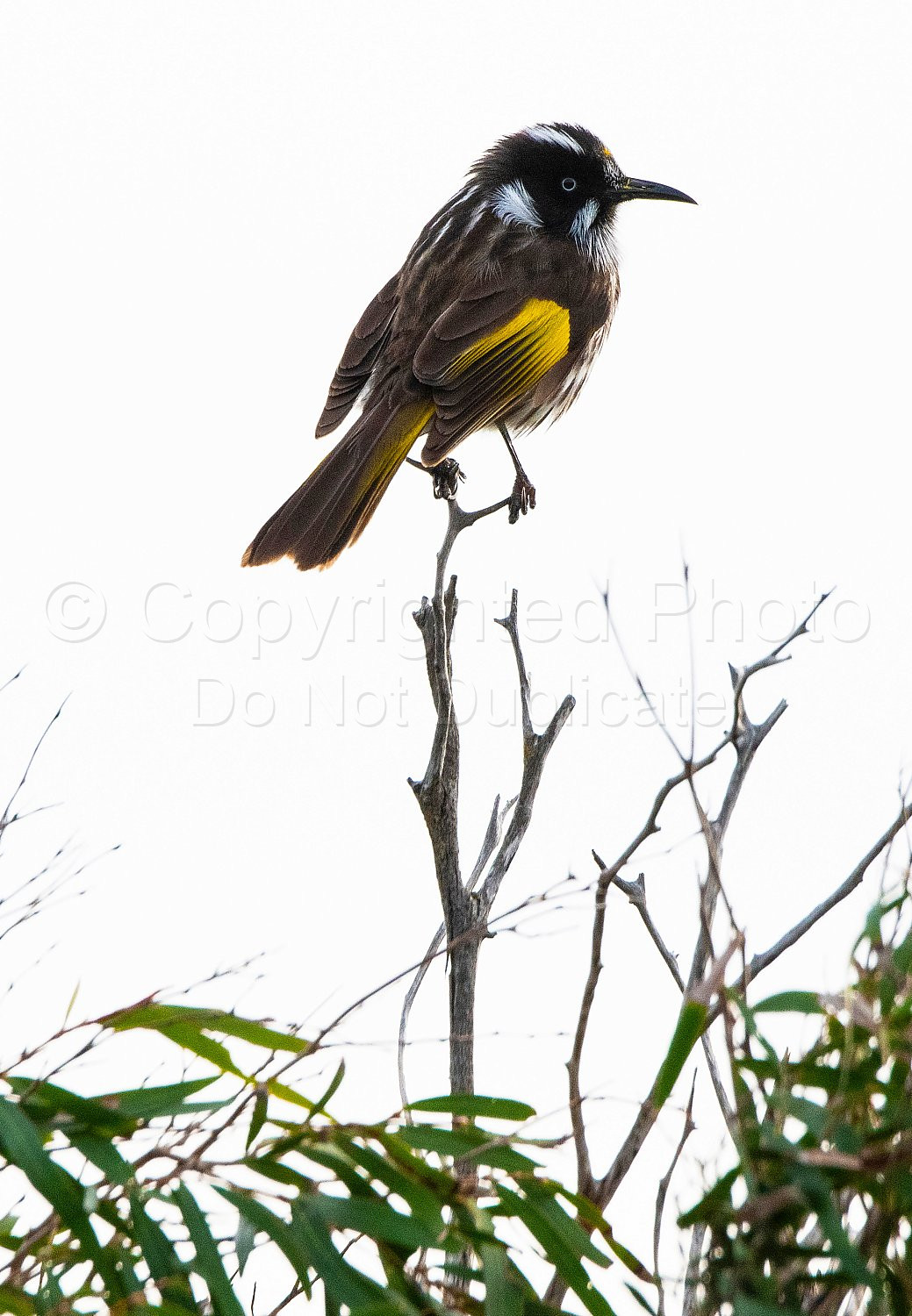 Honey eater