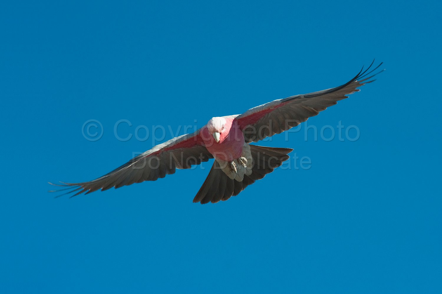 Pink and Grey Galah