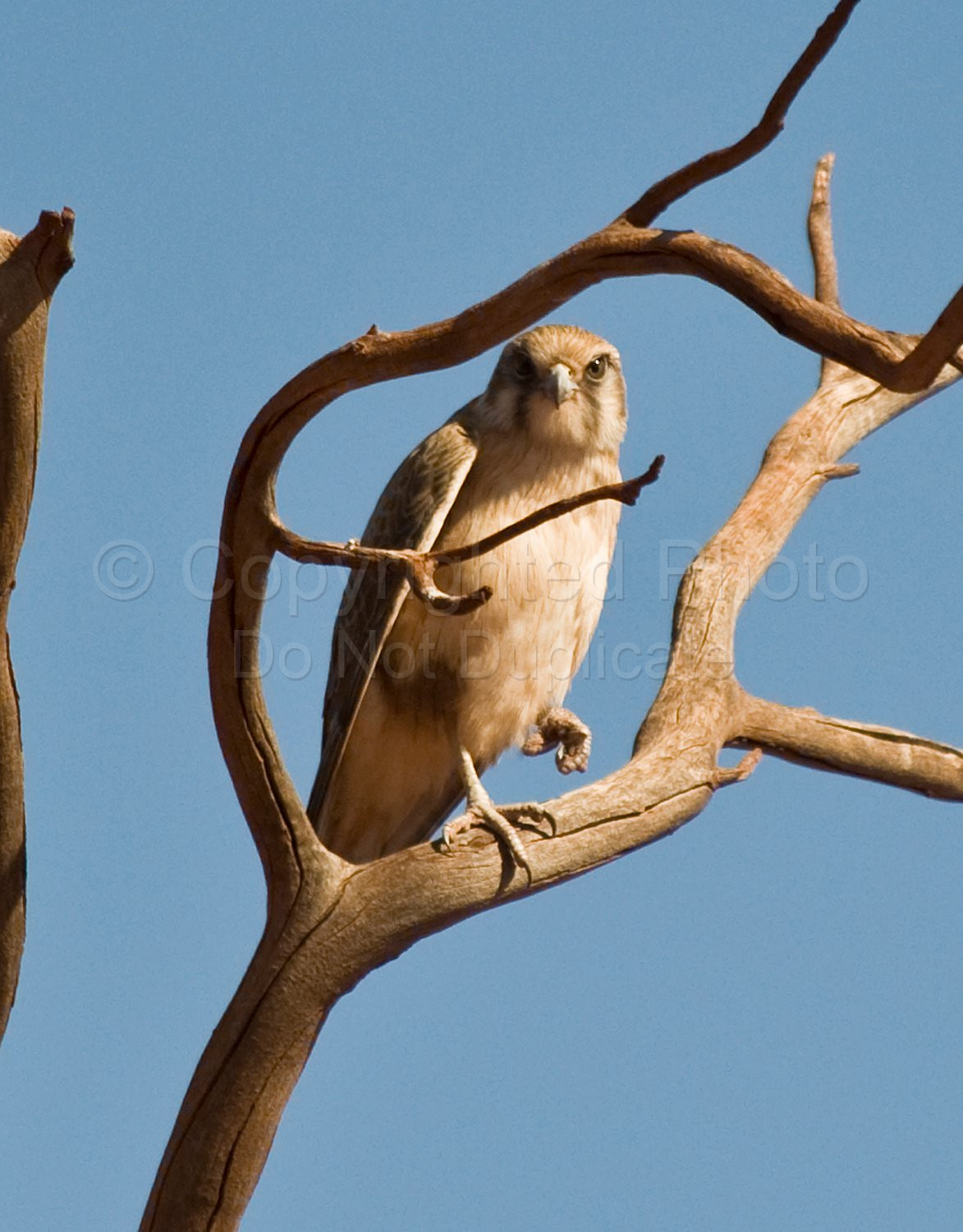 Bird of Prey