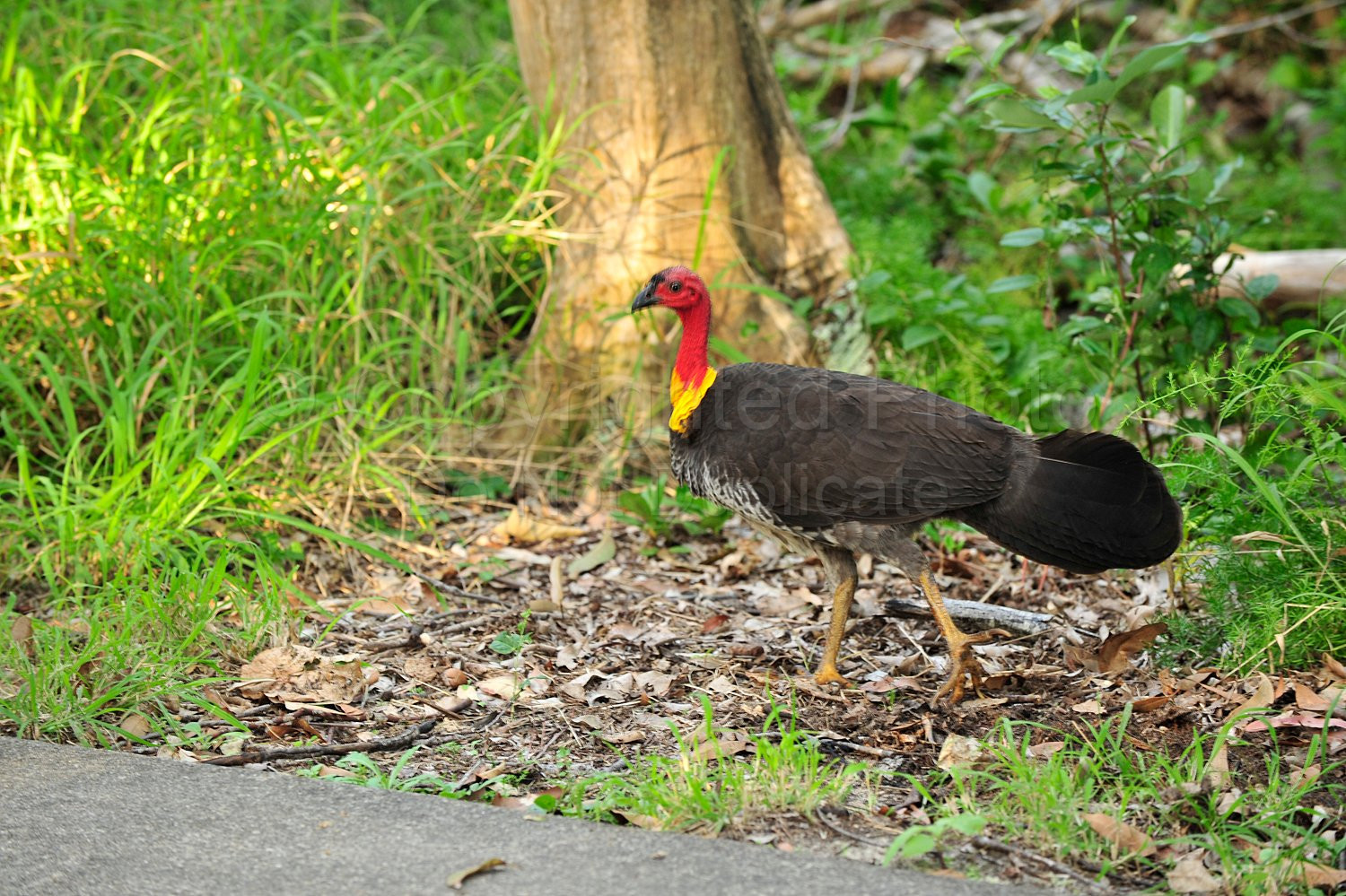 Wild Turkey