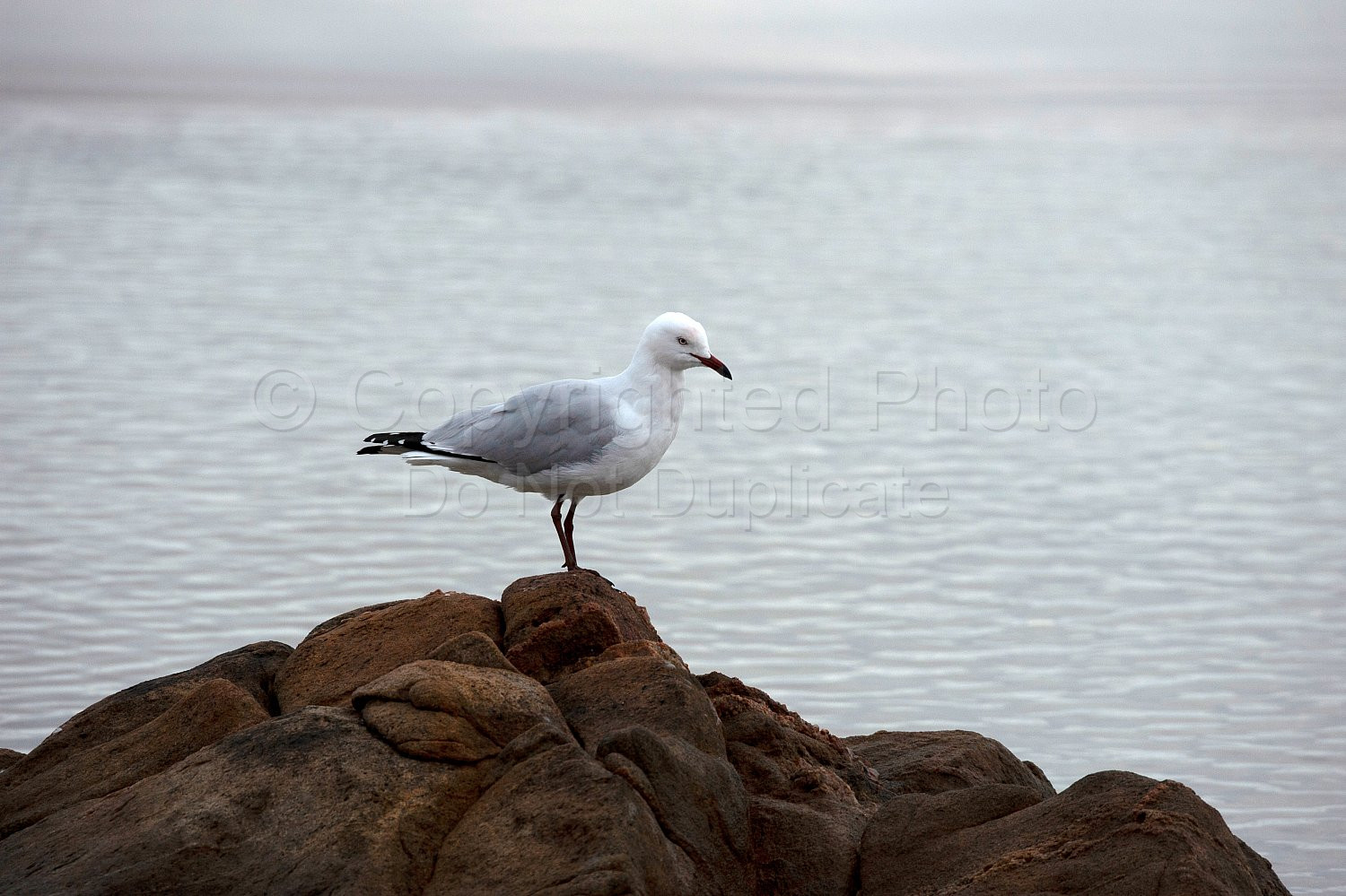 Silver gull