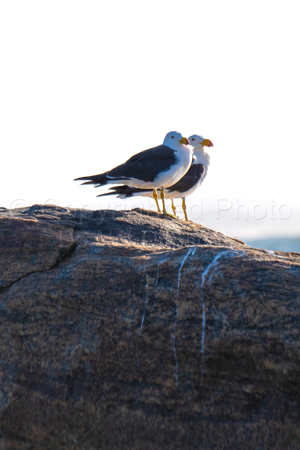 Pacific Gulls Flinders Bay, Augusta, Western Australia
