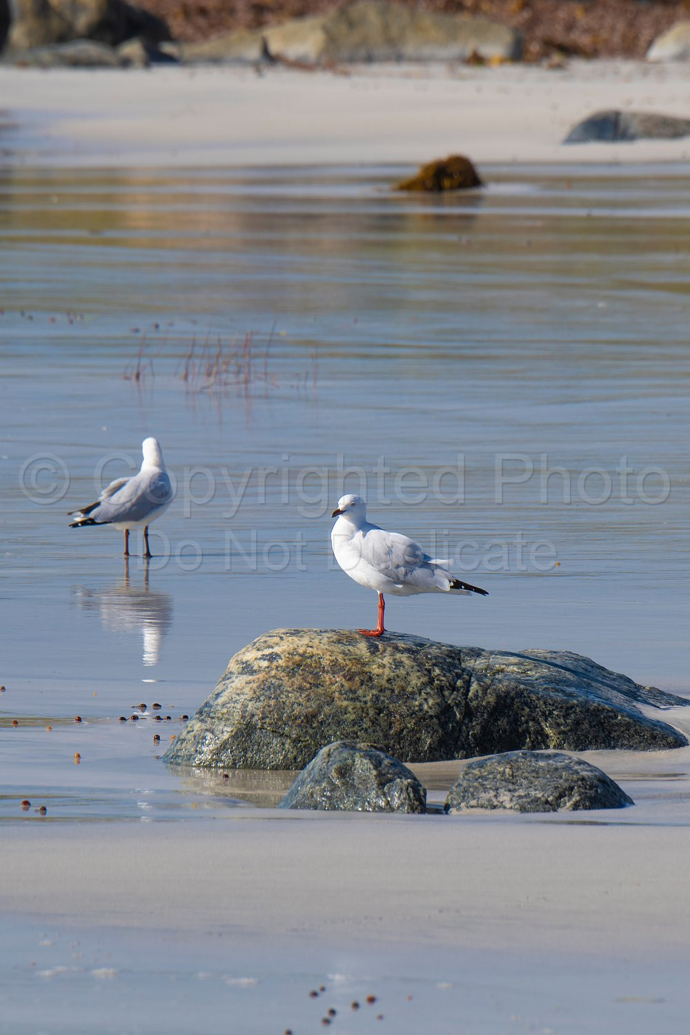 Silver Gull Flinders Bay, Augusta, Western Australia