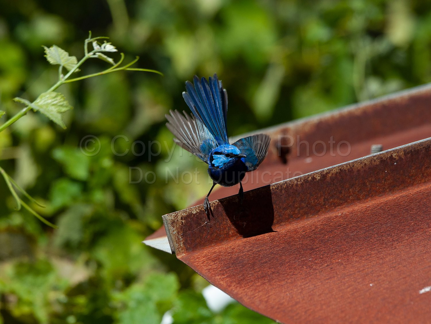 Blue wren