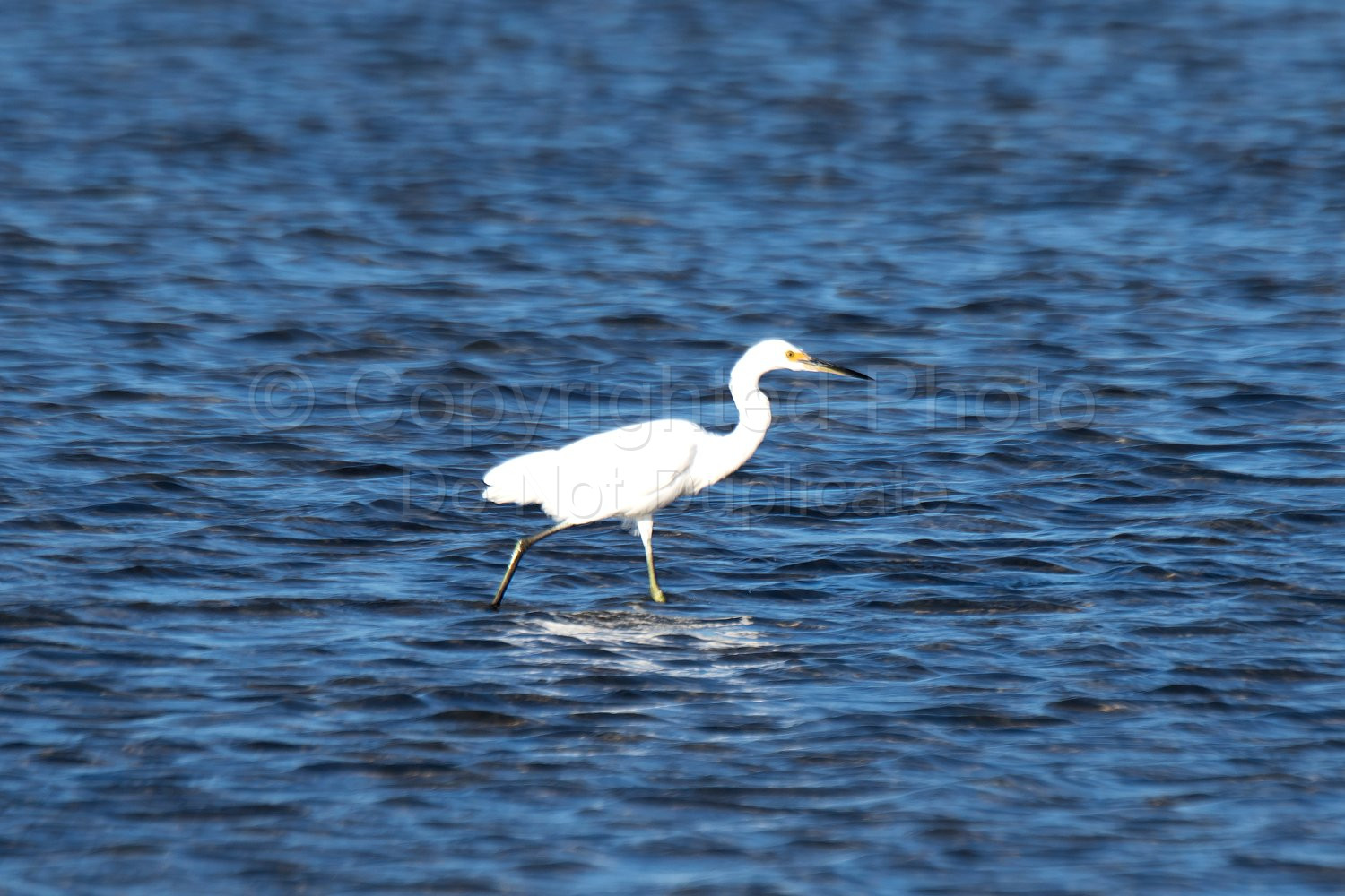 Great Egret