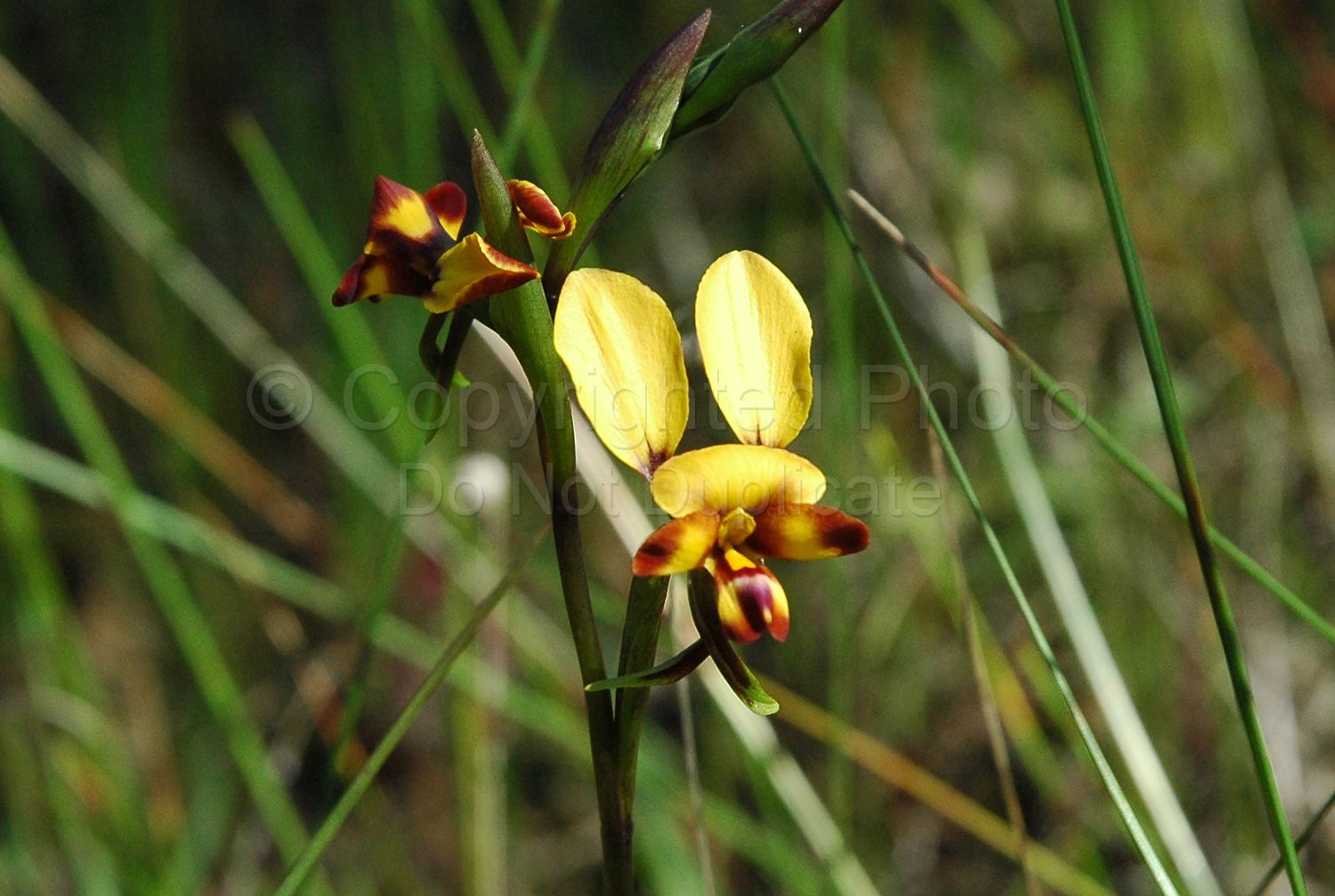 Australian Flora