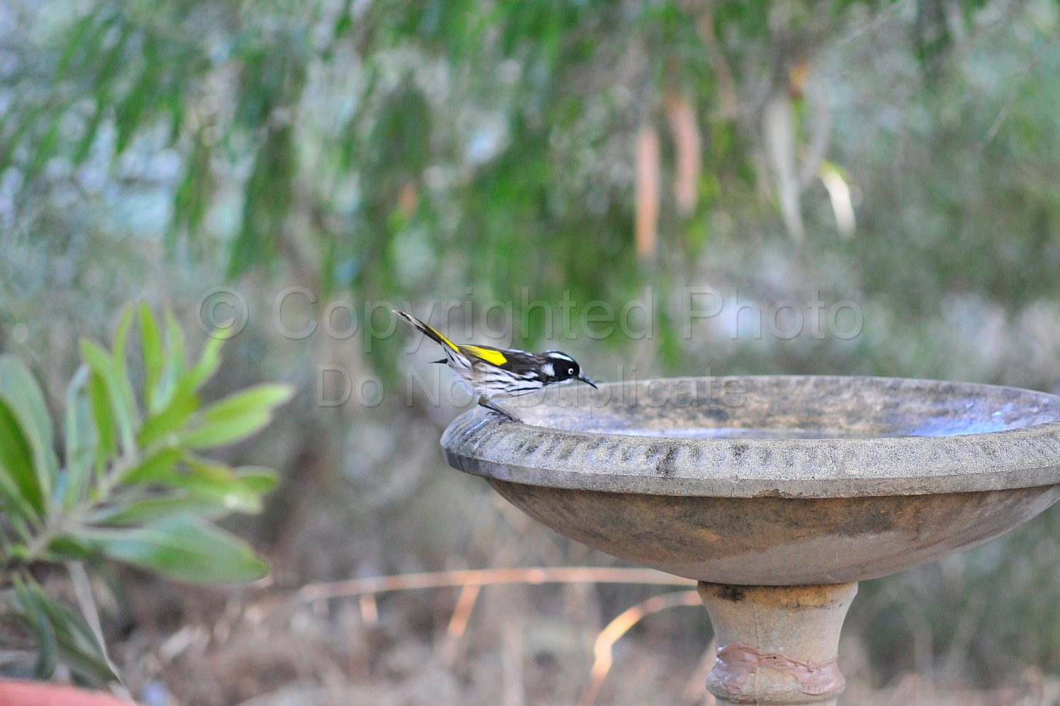 Honeyeater 01