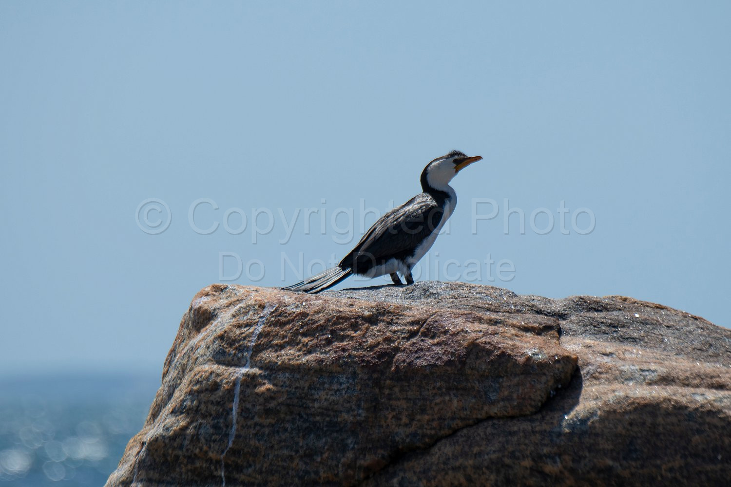 Little Pied Cormorant Flinders Bay, Augusta, Western Australia