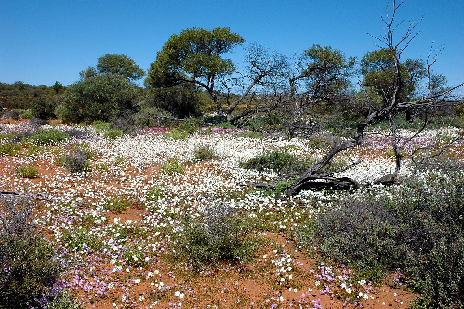 Australian Flora