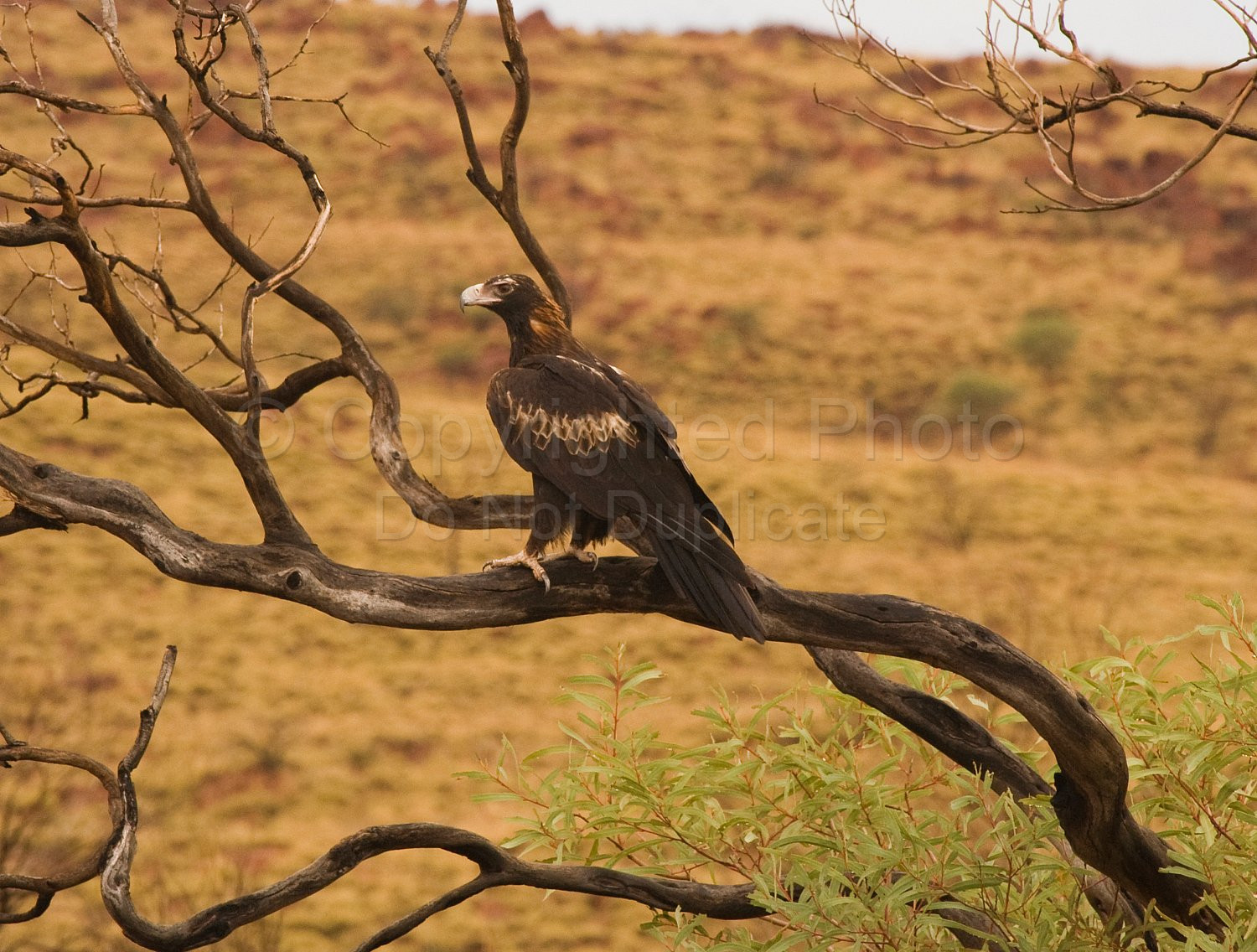 Wedgetail Eagle Pilbara