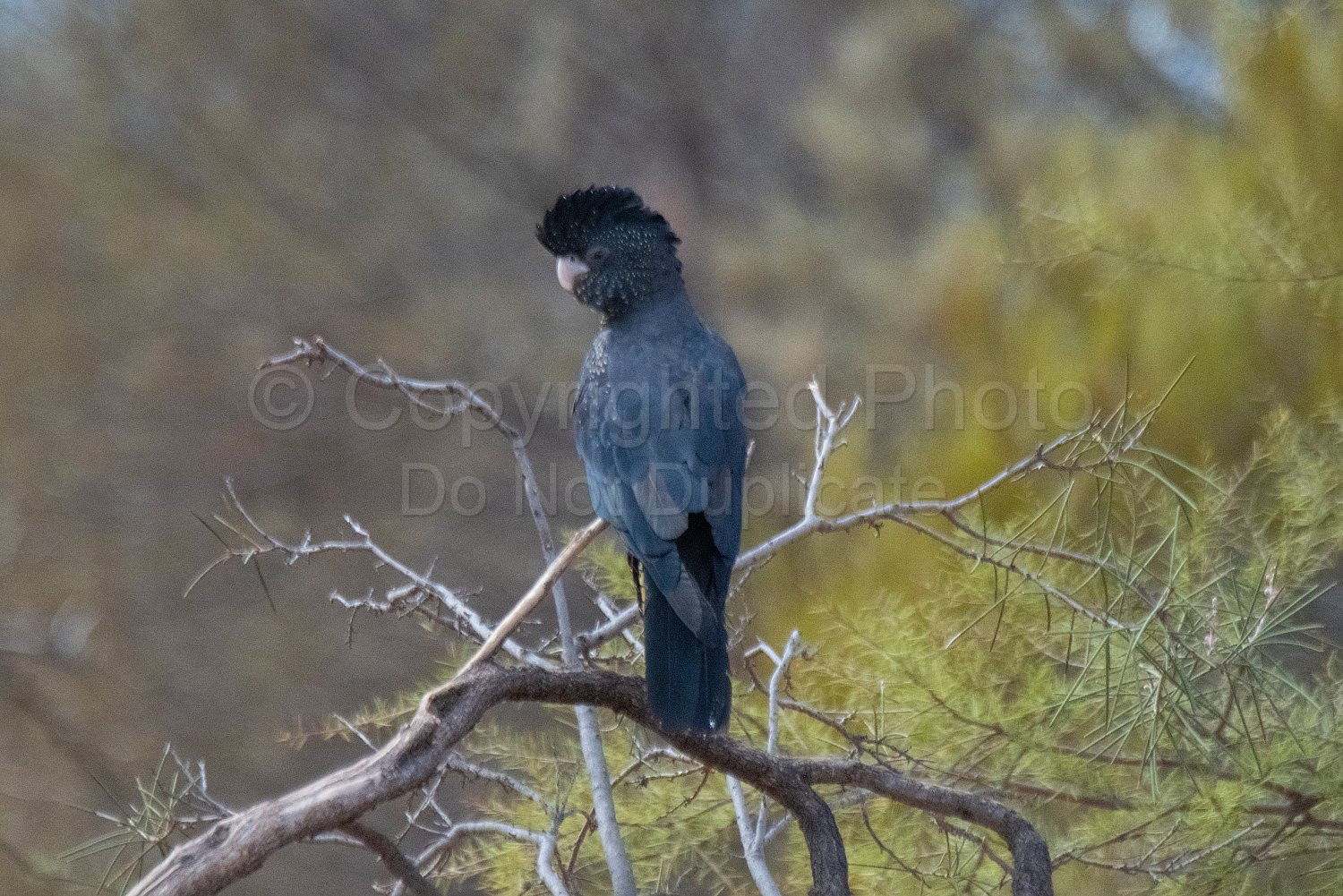 Black Cockatoos on Melangata Station