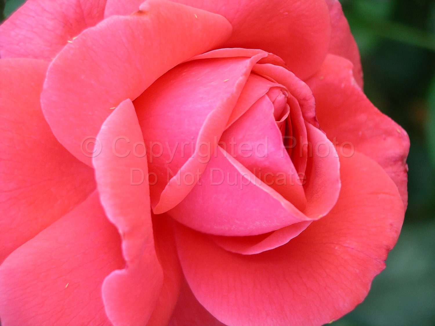 Red rose