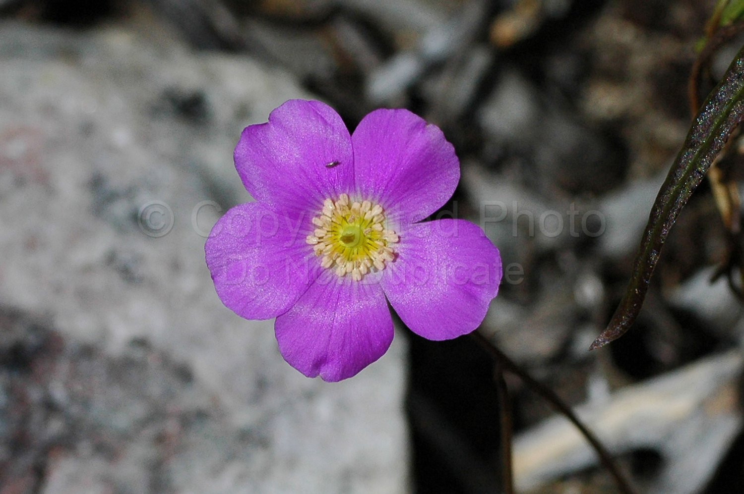 Australian Flora