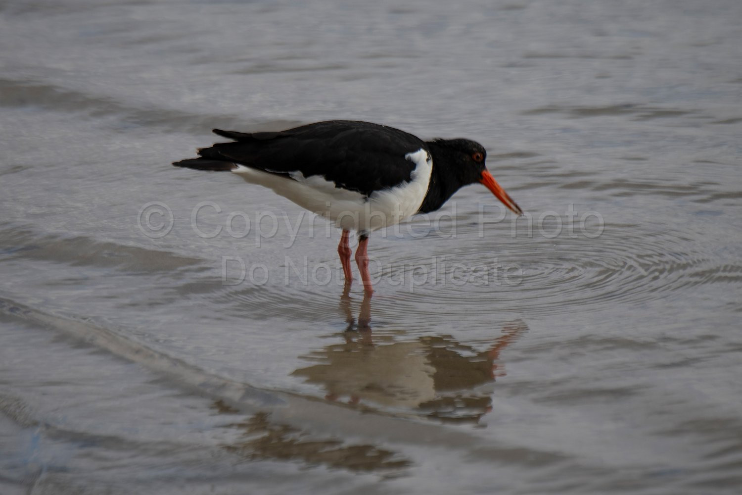 Oyster Catcher Flinders Bay, Augusta, Western Australia
