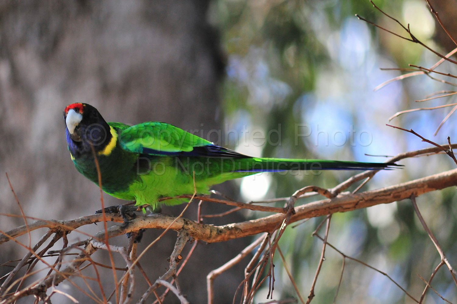 Parrot