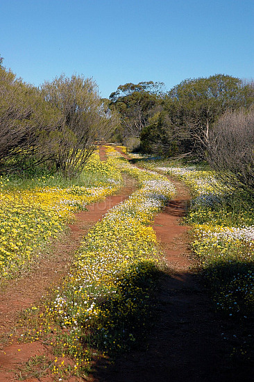 Australian Flora